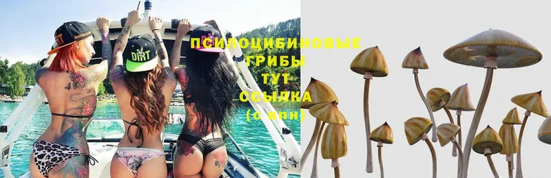 кракен зеркало  Куртамыш  Галлюциногенные грибы MAGIC MUSHROOMS 